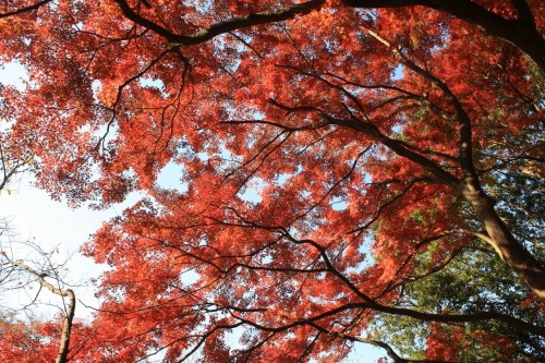 【４４１】公園を 彩る椛の 燃ゆる赤 木の荘厳さ ここに感ずる