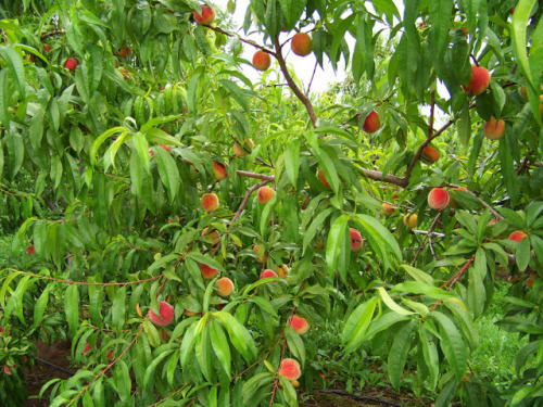 macedoniannews:Peaches Farms-Pella, Macedonia(Greece)