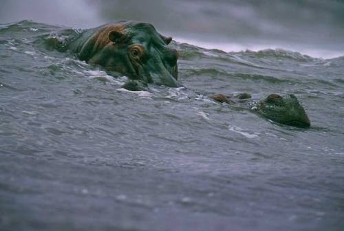 Hippopotamuses swimming in the midnight blue Atlantic Ocean, off the coast of Gabon, Africa. It was 