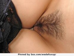 Hairy Pussy Land