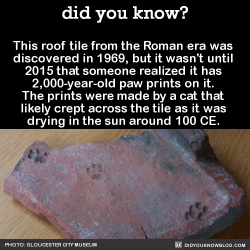 did-you-kno:    “Dog paw prints, people’s