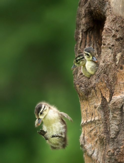 Wood ducks often nest in lofty tree cavities. Upon hatching, ducklings follow their mother out of th