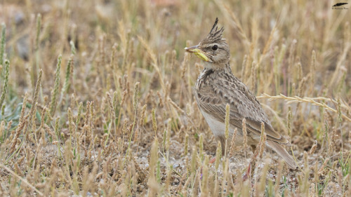 blogbirdfeather: Thekla Lark - Cotovia-montesina (Galeirda theklae)Figueira de Castelo Rodrigo (18/0