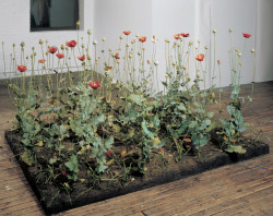 antdrinker:  Crop, 1996 by Roxy Paine I just heard this artist speak and he said, among other things, he liked the idea of the potential of these opium poppies to alter the mind or lead to addiction. He crafted each of them by hand.  