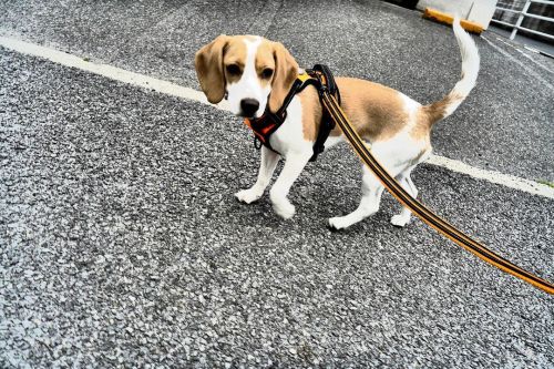 朝の散歩 #るちあ #ビーグル #ビーグル犬 #Lucia #beagle #beagles #dog #dogs #beaglesofinstagram #beaglestagram #bea