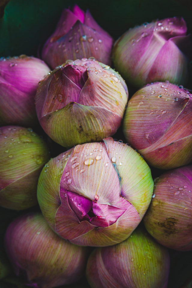 Lotus flowers are a popular purchase at the Flower Market. They’re mostly used as decorative...