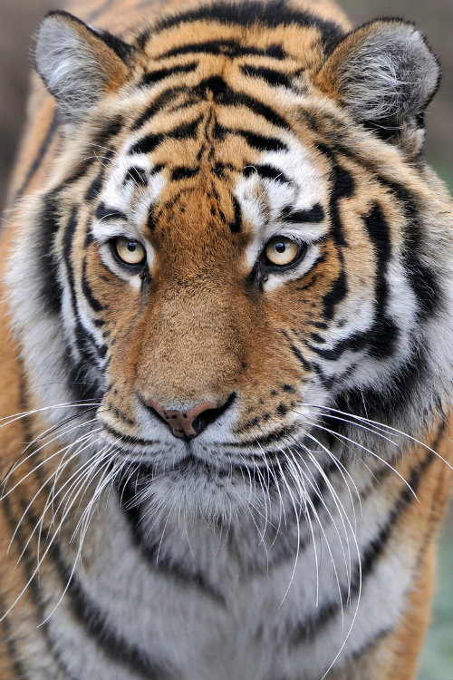 ternpest:  (via 500px / Tiger Menace by Josef Gelernter)