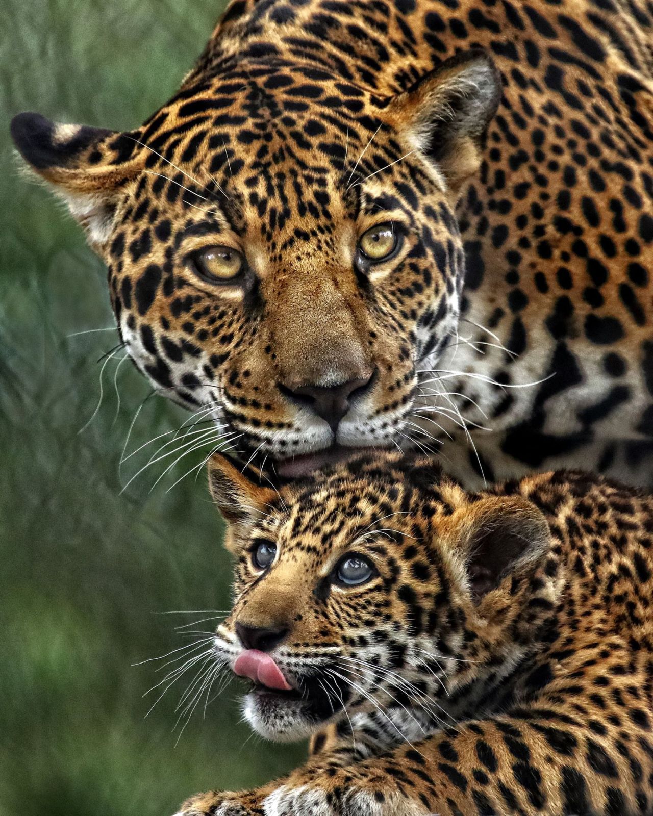 sdzoo:  Two and a half-month-old jaguar cub, Valerio, shares a moment with his mom,