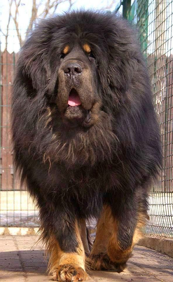 scarlettjane22:  TIBETAN MASTIFFSround 1www.google.com
