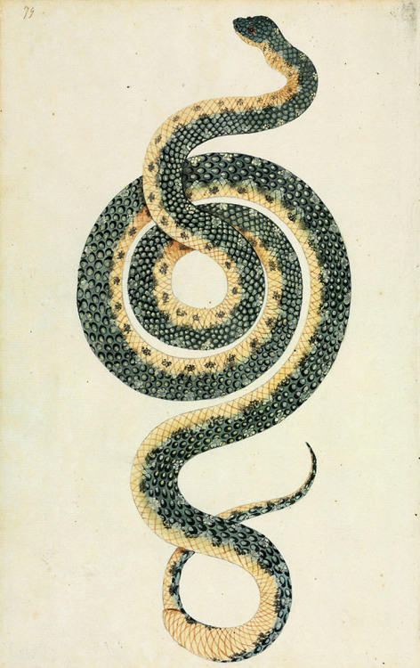 jordanelse:  Gottfried Honegger, Diamond Python, c. 1788.