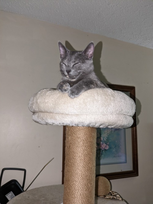 Cleopatra Is Taking A Good Cat Nap