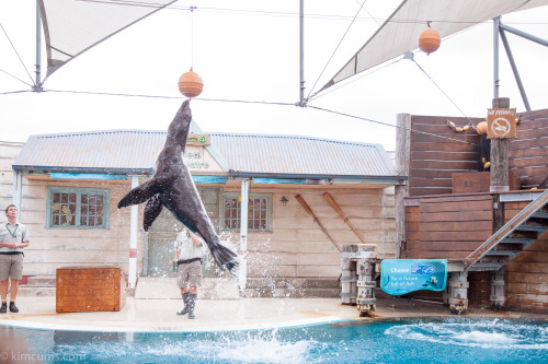 Who else has been to the seal show at Taronga?