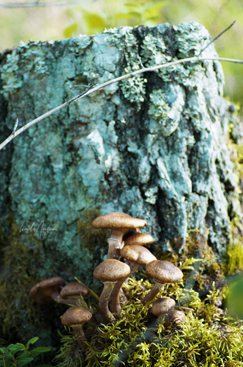 lindagoesmushrooming: Honey fungi