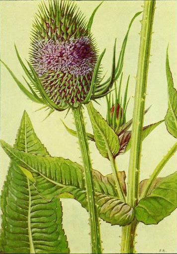 heaveninawildflower: 1) Teasel 2) Winter Cherry 3) Yellow Loosestrife 4) Carrot 5) Hemp Agrimony 6) 