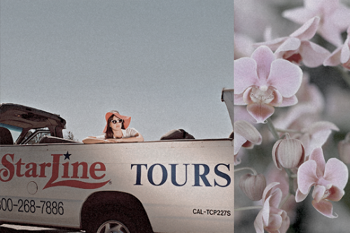 deadlynigthshade:Lana Del Rey albums x flowers