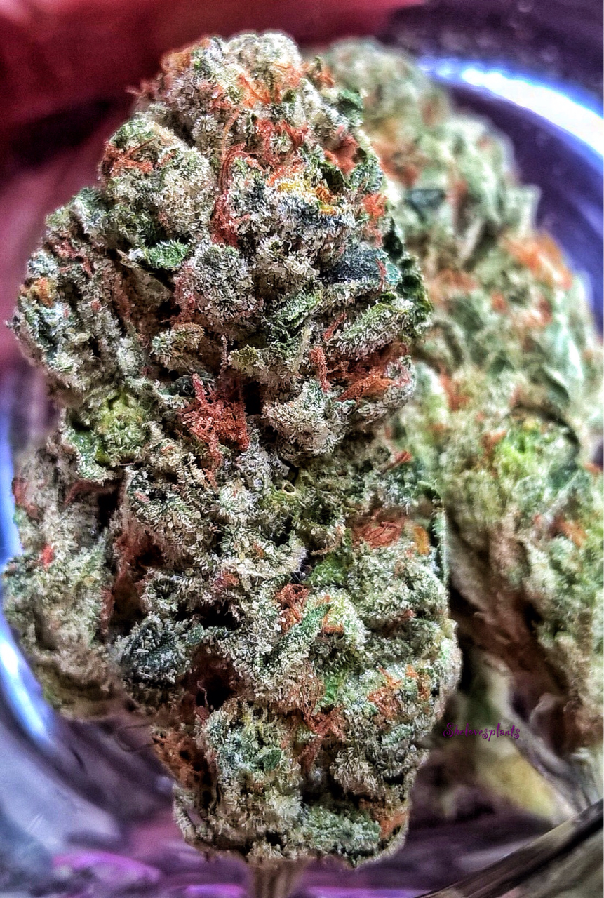 shelovesplants:Fire Og 🔥🔥💨💨