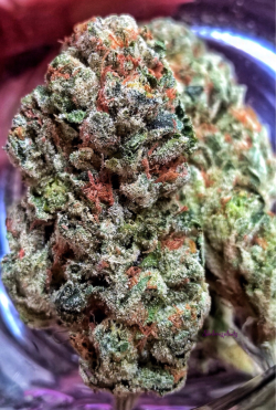 shelovesplants:Fire Og 🔥🔥💨💨