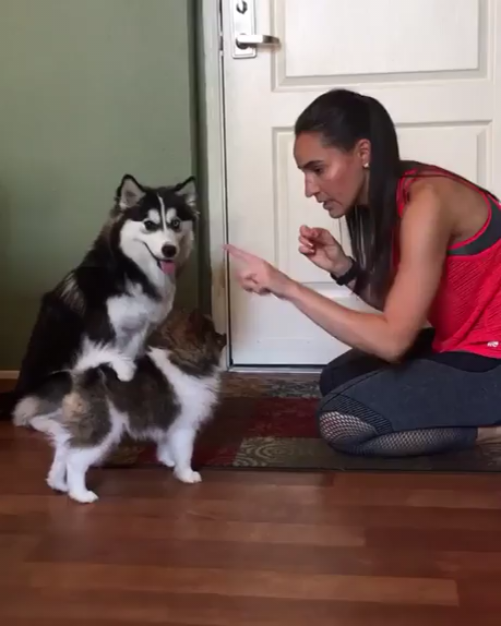 awwww-cute:  Daddy dog is helping (Source: https://ift.tt/2lIrGL1)