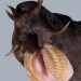 plaguedocboi:We’re gonna talk about hagfish today, since it is Their DayHagfish