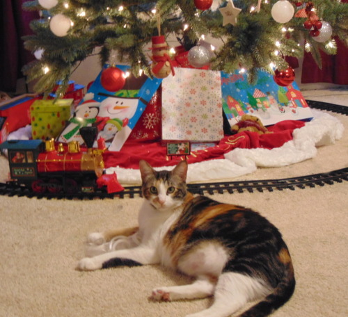 Penny in front of the tree. (submitted by @kindnessiseternal)