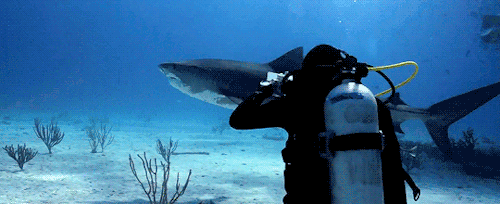 gentlesharks:Diving with Tiger sharks