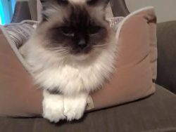 cutecatpics:  Sitting in bed like the princess