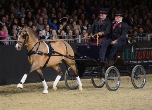 FS Champion de LuxeFS Cocky Dundee x SFS Golden FleurGerman Riding Pony, Stallion14.1hhBorn 1998