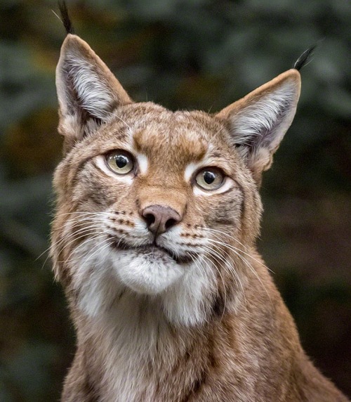 beautiful-wildlife:Bright Eyes by Wolf Ademeit