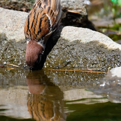 tokyo-sparrows:お水しっかり飲まなくちゃ✨.#すずめ #写真 #ちゅん活 #ちゅんポトレ #雀 #sparrow #鳥 #野鳥 #bird #動物 #animal #癒し #自然 #na