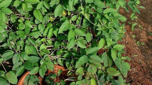 medicinal-plants-herbs: Therapeutic Uses and Benefits of Gymnema Sylvestre Gymnema sylvestre is also