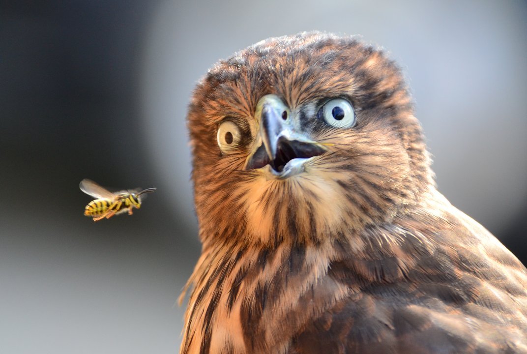 hamdir:
“ importantbirds:
“ phototoartguy:
“ Surprising Fly By
Photography by Elena Murzyn, Woodinville, WA, USA
”
Bee?¿  ”
legit crying at this to much to think of suitable captions even
”
