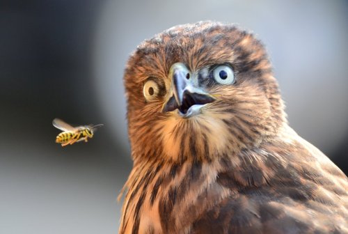 importantbirds:phototoartguy:Surprising Fly ByPhotography by Elena Murzyn, Woodinville, WA, USABee?¿