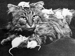 Strange Bedfellows, 1955. Fluffens, a four year old mixture of Persian and Angora cat, relaxes while a mother white mouse (lower left) and her brood of seven use her for a playground.  Fluffens and the pet mice belong to 13 year old Marlene Nyquist of