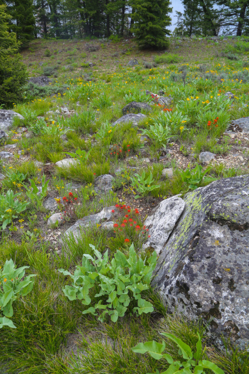 steepravine:Hiking Through Wildflowers In The Sawtooths(Stanley, Idaho - 6/2017)