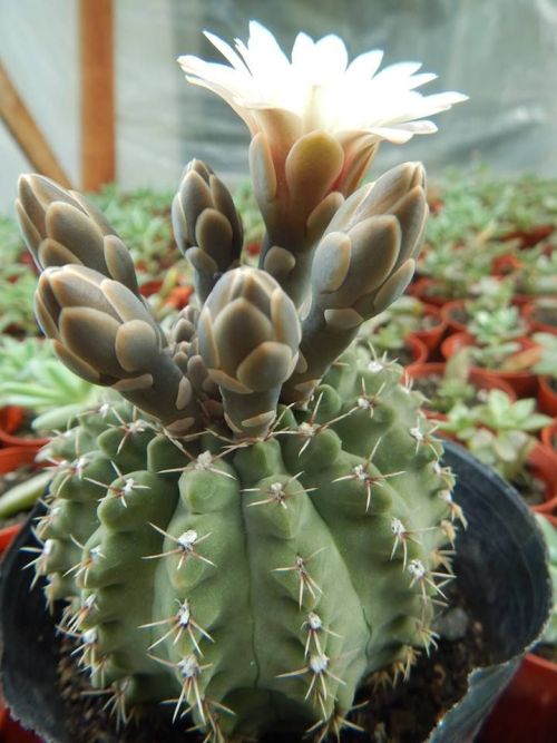 flowering cacti