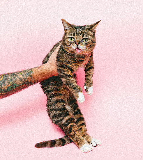peechia:  aww pussycat