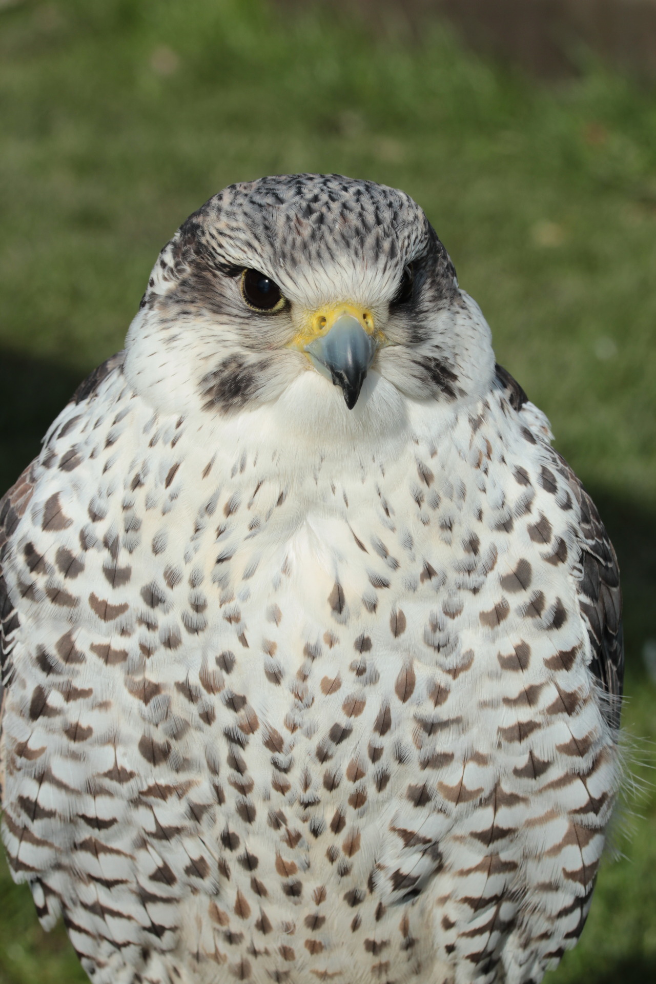 Saker Falcon Explore Tumblr Posts And Blogs Tumgir Saker Falcon Explore Tumblr Posts And Blogs Tumgir