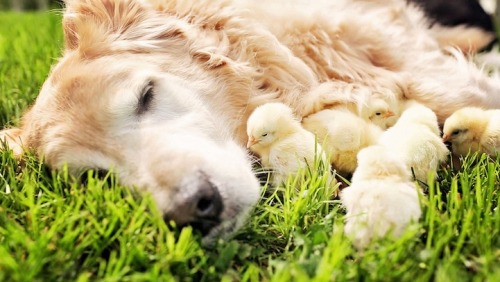 magicalnaturetour:Sweet Photos of a Senior Golden Retriever Snuggling with Baby Chicks. Remember Cha