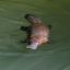 probably-a-platypus-idk