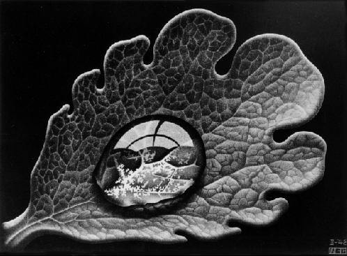 M.C. Escher, Dewdrop, 1948. Mezzotint. 