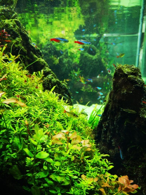 passive-aggressive-smiley-face:Neon Tetras, Sumida Aquarium, Tokyo