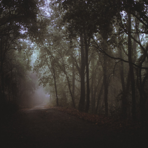 elenamorelli:  { the woods are lovely, dark and deep / but i have promises to keep / and miles to go before i sleep }-hasselblad 500c/m + fuji provia 400x- 