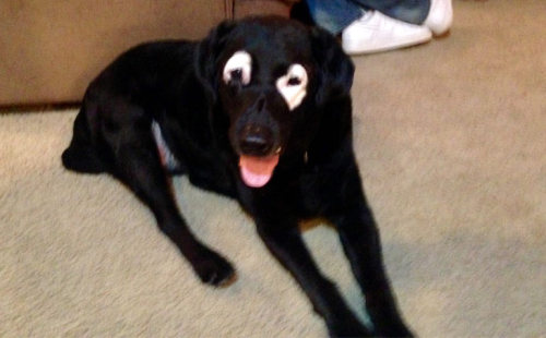 lab’s awesome maskThis is Rowdy, a 13-year-old black lab. He recently began loosing pigmentation in 