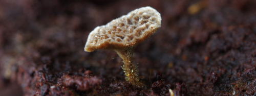 I don&rsquo;t know what these are. I presume some kind of fungus&hellip; maybe? They are about 6mm h