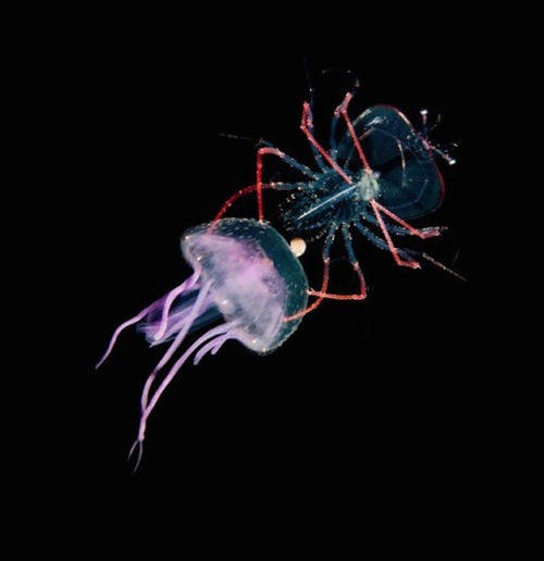 nevver:  Monsters of the deep, Joshua Lambus