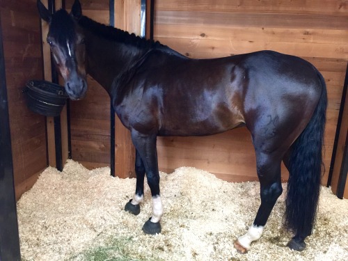 daydreamingequestrian:  It’s show time!