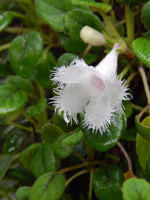 Alsobia dianthiflora, neilikkakuparilehti