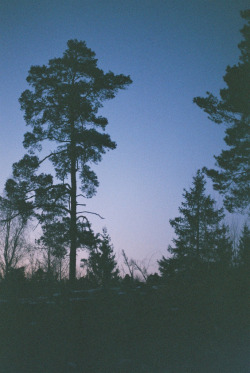 brutalgeneration:  Night will shield us with her wing (by Picea abies) 