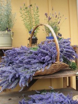 joilieder:  rosasenaturezas:     Lavender 