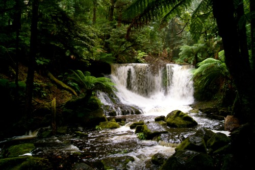 mt. field national park, tasmania